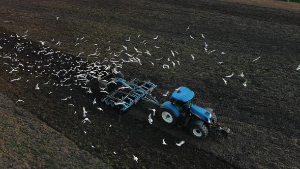 Blue Tractor Pulls Plow Surrounded By Flock of White Birds