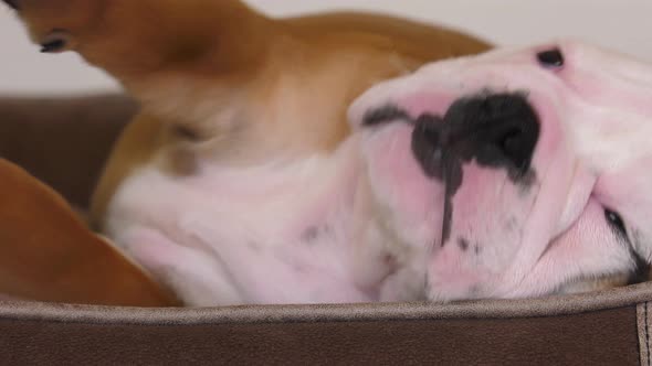 bulldog puppy repositioning in his sleep close up 4k