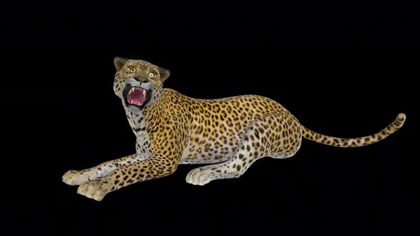 Leopard - Laying and Roaring - Transparent Loop