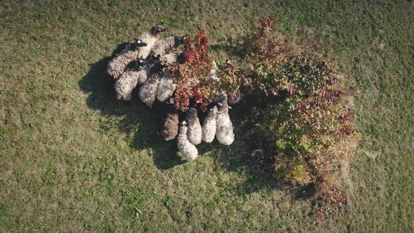 Sheeps at Tree Top Down Aerial