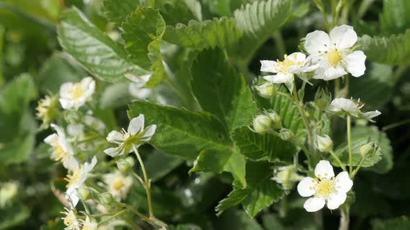 Fields of white spring Fragaria ananassa flowers close-up 4K 2160p 30fps UltraHD footage -  Hidden f