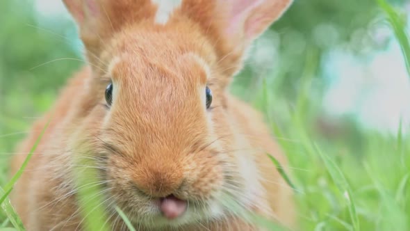 Portrait of a Funny Red Rabbit on a Green Young Juicy Grass in the Spring Season in the Garden with