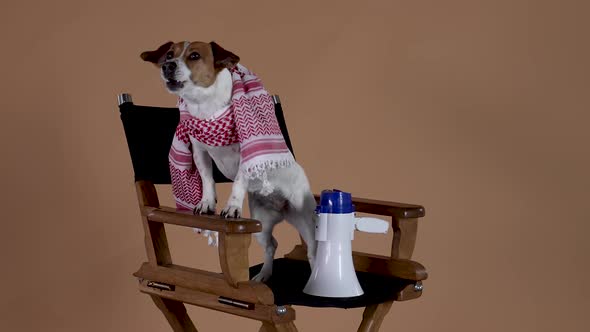 Jack Russell in a Scarf Sits on a Chair Next to a Horn Loudspeaker on a Brown Background