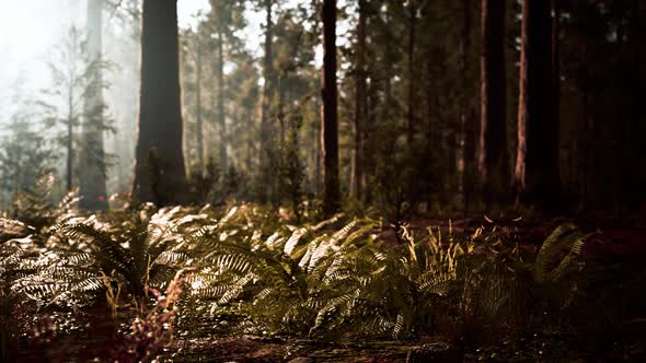 Tall Forest of Sequoias in Yosemite National Park