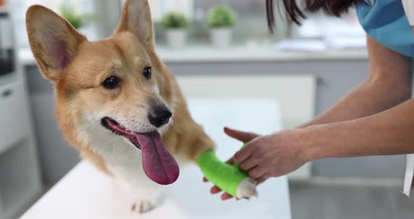 Veterinarian Doctor Bandages Sore Paw of Dog