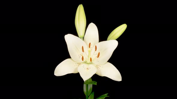 Time Lapse of Opening Beautiful White Lily Flower