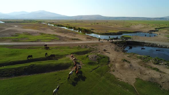 Herd Of Horses On Pasture