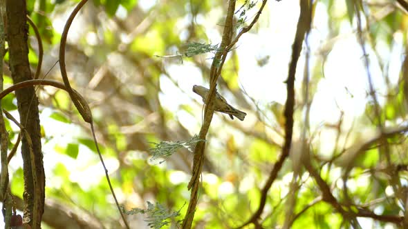 Small bird hopping up on a tree branch with sunny jungle landscape in the background