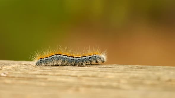 Extreme macro close up and extreme slow motion of a Western Tent Caterpillar moth walking on a wood