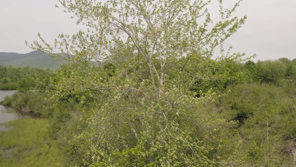 Aerial orbiting around single tree on river bank revealing mountains in background