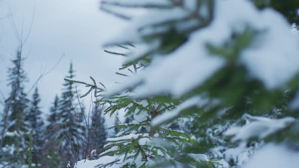 Trees covered in snow