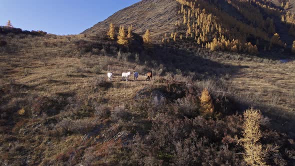 Horses on the slopes of the Altai Mountains