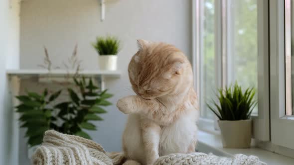 Cute Red Cat Breed Scottish Fold Licks Itself