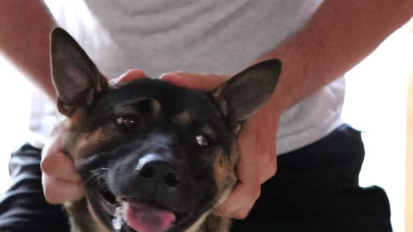 Close up of a dog in ecstasy as he gets a head massage from the owner