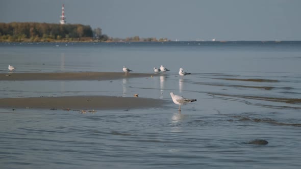 Group of Seagulls Resting on Coast in Autumn Day