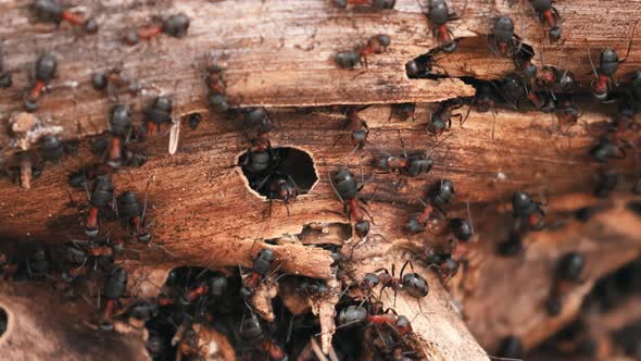 Red Forest Ants (Formica Rufa) On A Fallen Old Tree Trunk