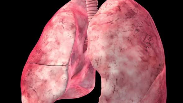 Human respiratory system. The role of the lungs in the human body