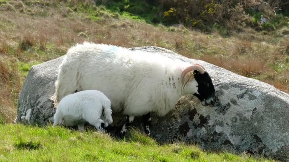 A Blackface Sheep Lamb Sucking in a Field in County Donegal  Ireland