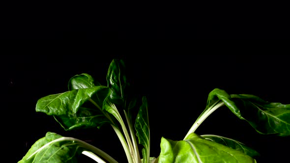 Growth stages of a cabbage stalk leaf plant timelapse