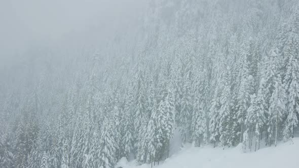 Snowy Forest on Top of the Mountains in Winter During Snow Blizzard