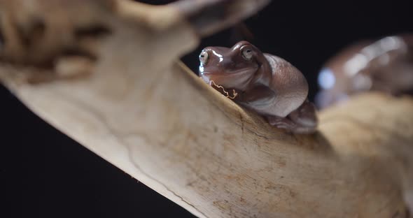 Close Up Footage of an Australian Tree Frog on a Tree Branch Studio Footage