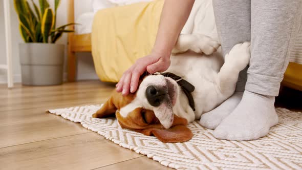 The Female Owner of the Beagle Dog Lying on the Back and Stroking Her Pet