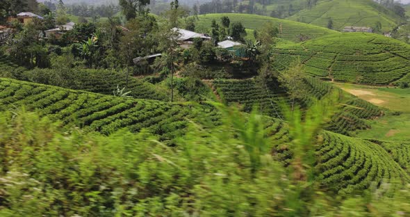 Moving Shot of Famous Nature Landmark Tea Plantations Taken From Train in Sri Lanka