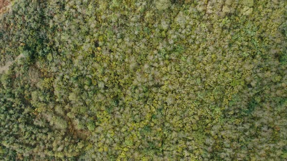 Aerial View of an Autumn Forest