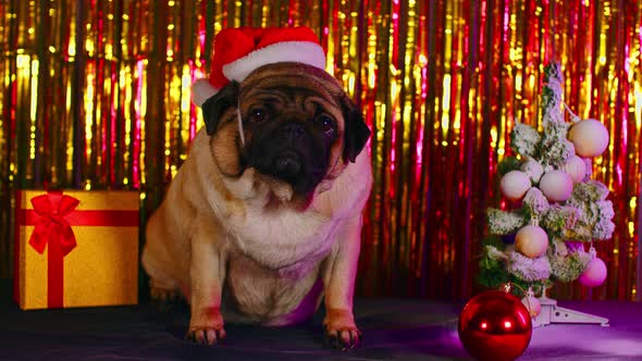 Pug in Santa Hat in Studio