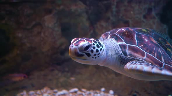 Green Sea Turtle (Chelonia mydas), also Known as the Green Turtle