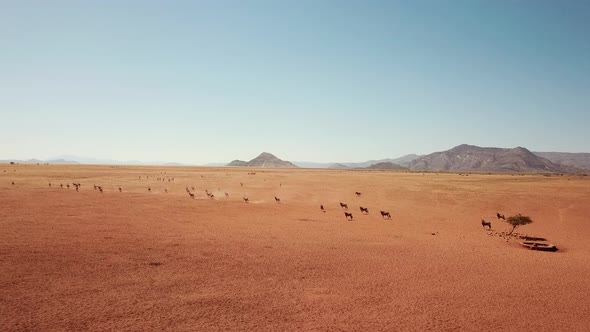 Namibia Kalahari Desert in Africa. Aerial Drone Shot. Springbok Gazelle Antelope Grazing at Savannah