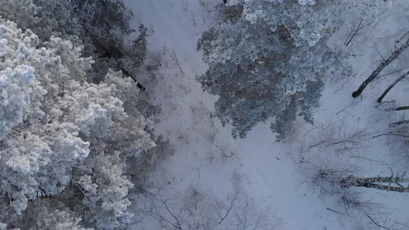 Fly over a frozen winter forest