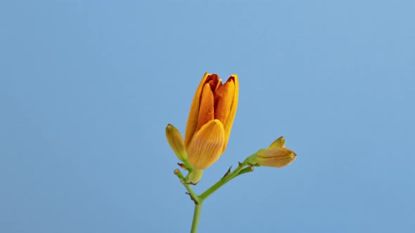 Wild Orange Lily Opening and Wilting Timelapse