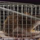 Little field mouse sits trapped in a wire human mousetrap - VideoHive Item for Sale