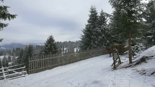 Horses pulling a dray with hay