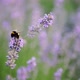 Flying Bumblebee Gathering Pollen From Lavender Blossoms Slow Motion - VideoHive Item for Sale