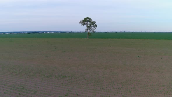 4K, UHD aerial clip of a crops field in rural area, agricultural concept.