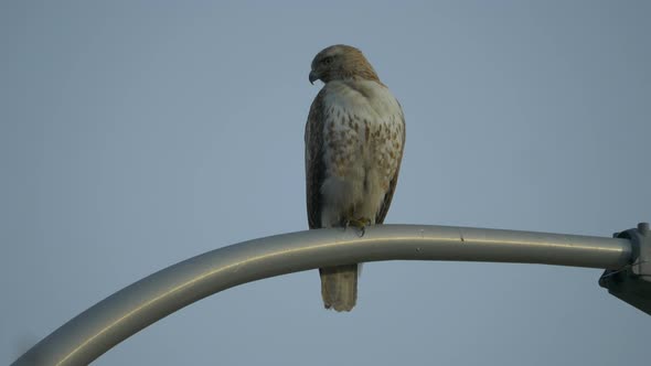 Falcon sitting on a street light