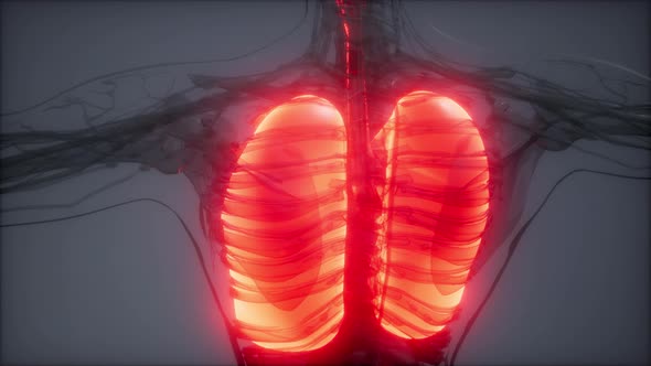 Human Lungs Radiology Exam alt