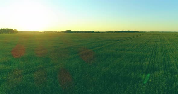 Low Altitude Flight Above Rural Summer Field with Endless Yellow Landscape at Summer Sunny Evening