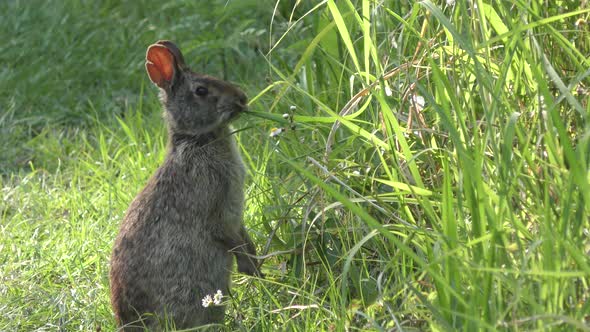 Marsh Rabbit Feeds On Grass