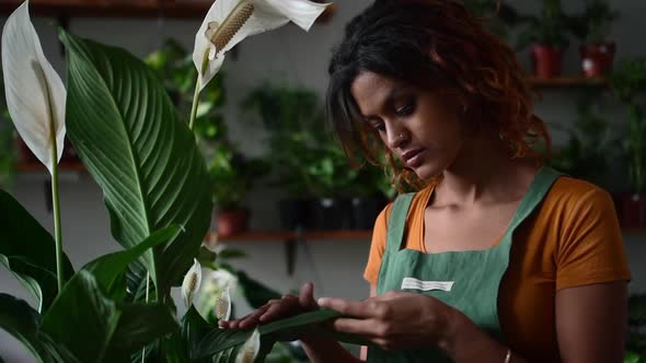 Woman Gardener Takes Care of Green Plant While Standing in Home Room Spbd