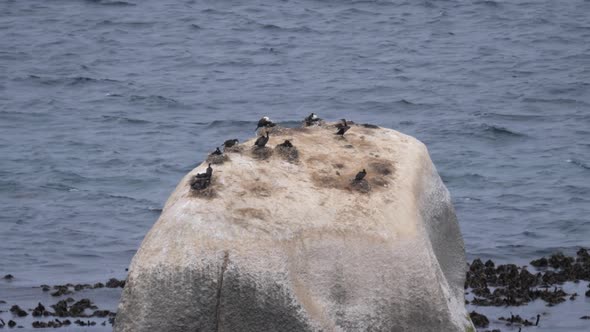 Cape cormorants on a big rock at Cape Peninsula