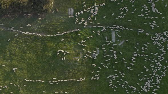 Aerial view of hundreds of sheep walking in field.