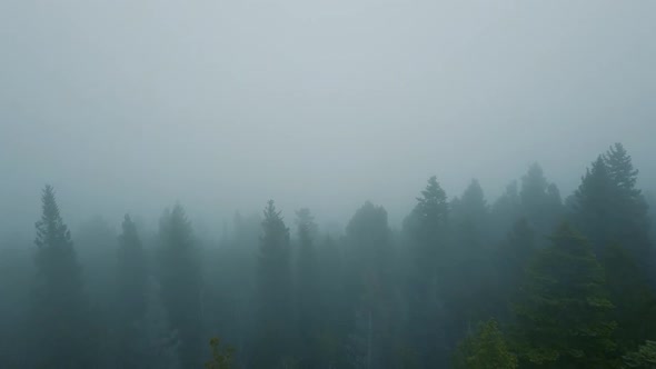 Aerial Drone View of a Gloomy Fog Covered Forest Flyover in a National Forest in Colorado