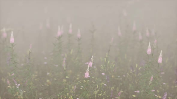 Wild Field Flowers in Deep Fog