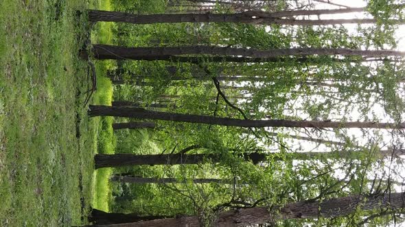 Vertical Video of a Forest with Pine Trees