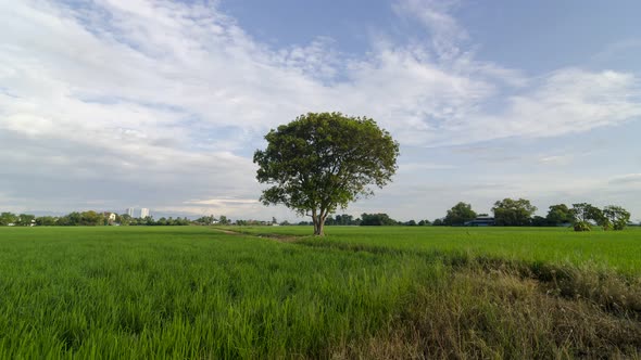 Timelapse white cloud move over green tree