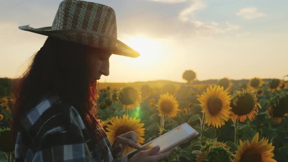 Farmer Woman Working with Tablet in Blooming Sunflower Field Analysis Sunflower Seed Harvest