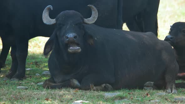 Big Black Bull Grazing on Pasture in Summer